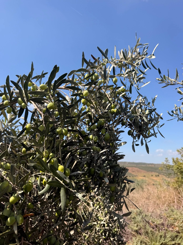 Düziçi Bahçelerinden Hasat ve Zeytin Kabulü
